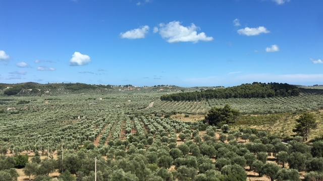 Tenuta Valle Della Corte Vieste Exterior foto